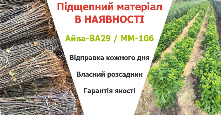 Підщепний матеріал