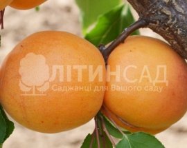 Абрикос Банзай