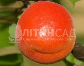 Абрикос Біг Ред