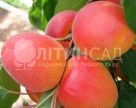 Абрикос Эрли Блаш