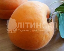 Абрикос Карминго Фардао