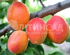 Абрикос Ветеран Севастополя