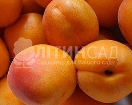 Абрикос Ерлі Ред Оранж