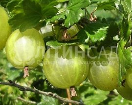 Агрус Донецький первенець