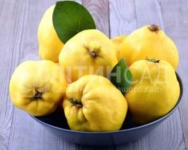Айва Мир