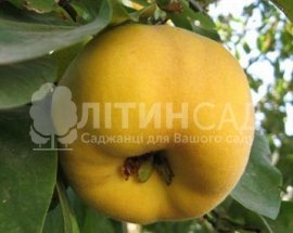 Айва Студентка