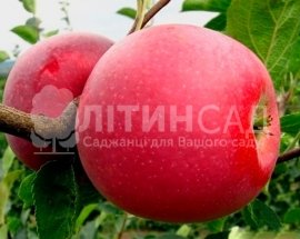 Яблуня Айдаред