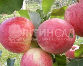 Яблуня Алые паруса