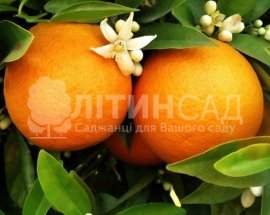 Апельсин Гамлин 50-60см.