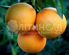 Апельсин Вашингтон Навел