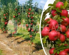 Колоновидная Яблоня Баргузин