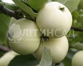 Яблуня Білий налив