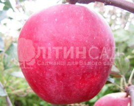 Яблуня Бени Шогун