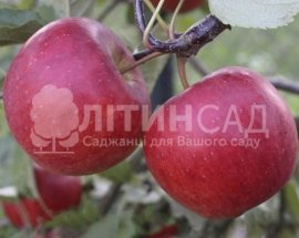 Яблуня Богемия