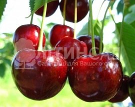 Черешня Донецкая Красавица