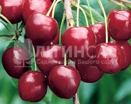 Черешня Васелиса