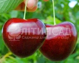 Черешня Гігант Ред