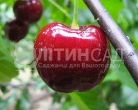 Черешня Грейс Стар (Grace Star)