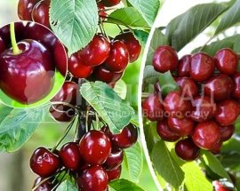 Колоновидная Черешня Хелена