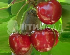 Черешня Валерия