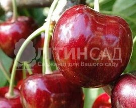 Черешня Васелиса