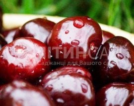 Вишня Чорнокорка