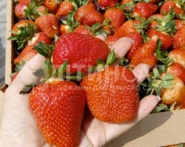 Полуниця Джолі (20 шт) - середній