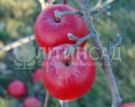 Яблоня Фукутами