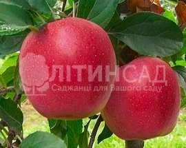 Яблуня Гала