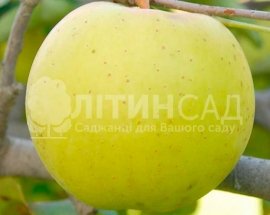 Яблуня Голд Раш