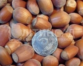 Грандіозний (Однорічний сіянець)