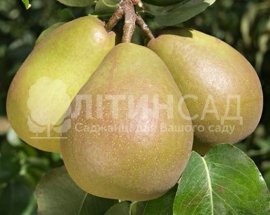 Груша Бере Гарди