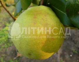 Груша Изумрудная