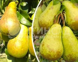 Колоновидная Груша Сапфира