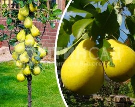 Колоновидная Груша Декора