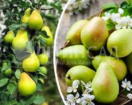 Колоновидная Груша Октябрьська