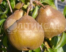 Груша Юта