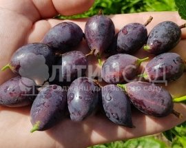 Агрус Грушенька