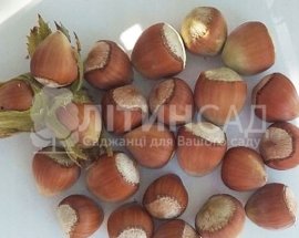 Фундук Галле (Халле) (Дворічний відводок)
