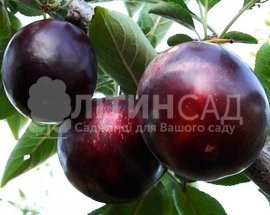 Алича Глобус