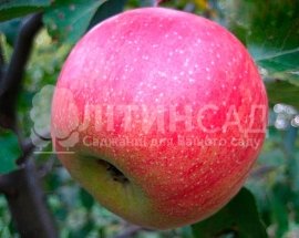 Яблуня Горець