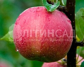 Яблуня Джонатан