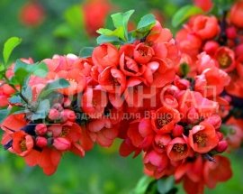 Хеномелес (Айва японська) "Red Joy" (горшок 2л)