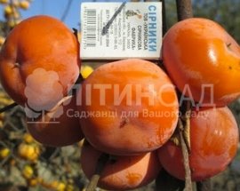 Хурма Дар Софіївки