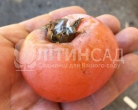 Хурма Прок