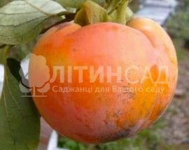 Хурма Сосновська