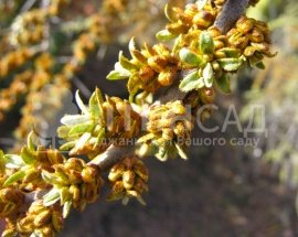 Обліпиха Київський янтар (чоловіча)