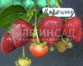 Полуниця Кабрілло (20шт)