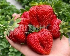 Полуниця Мармелада