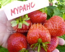 Полуниця Мурано